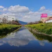 コウパパの画像