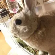 さとう