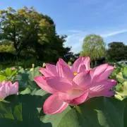 桃州の画像