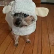 ちょーやんの画像