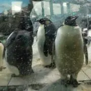 teesoo