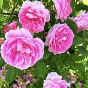 Roseの画像