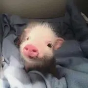 たんみ