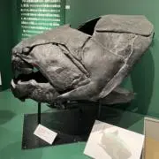 安曇野義澄の画像
