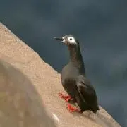 ケイマフリの画像