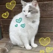 コロン