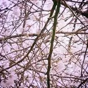 にゃんこ先生
