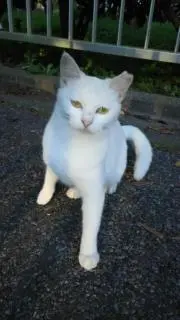 ロメ