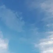 たかなの画像
