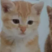 meruruの画像