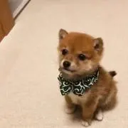 おにぎりの画像