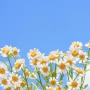 Stella✴︎の画像