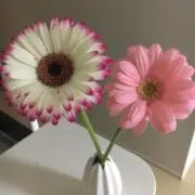 White☆24時間以内発送☆の画像