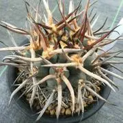 mazanenseの画像