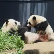 ぱんだ