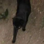 ツッチーの画像