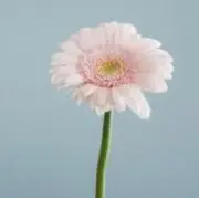 ai⭐︎の画像