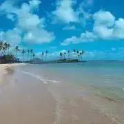 まめこの画像