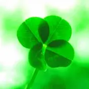 Happy Clover