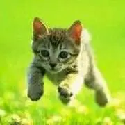 ねこ猫にゃんの画像