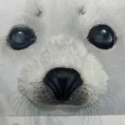 まぁの画像