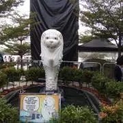 まゆ