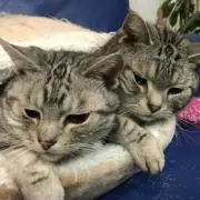 売りつくし中
