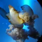 プロフィール必読 SS