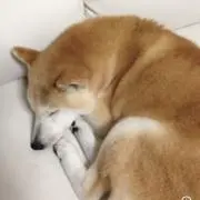 kotaの画像