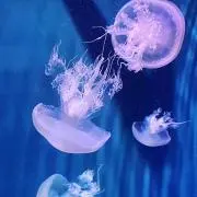 nkの画像