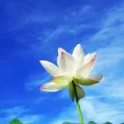 まるこ