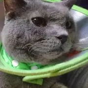 のらねこ☆のらの画像