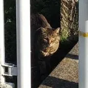 チャトラんの画像