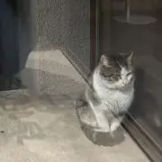 シュン吾郎の画像