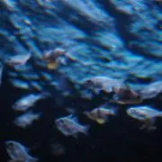 カノンの画像