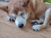 はなの画像