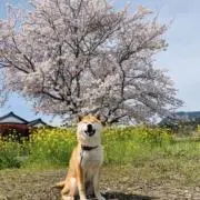 ベルチコの画像