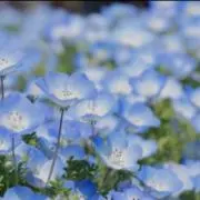 tmの画像