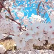 hibiscus86の画像