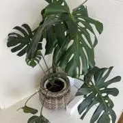 mimiの画像