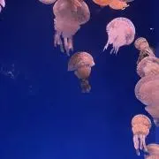 桜餅※必要な方はプロフィール閲覧の画像