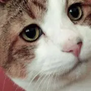 ごまこ