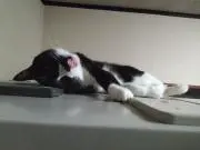 二ャラン