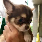 ちゃちゃまるの画像