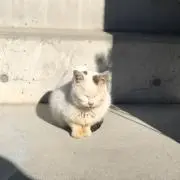 ねこ