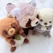かめさんの画像