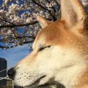 コテツ