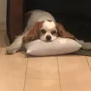ユイの画像
