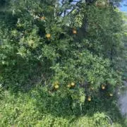、の画像