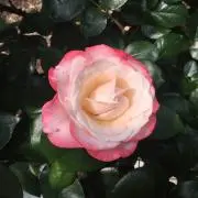 ひろ★の画像